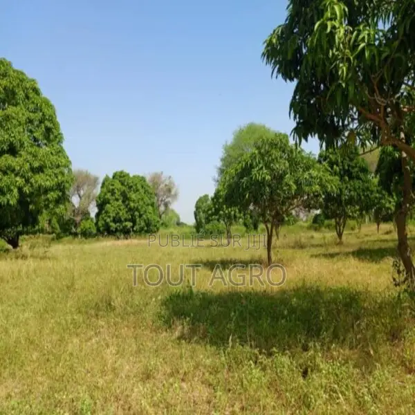 Terrain De 1 Hectare Vers Keur Madaro