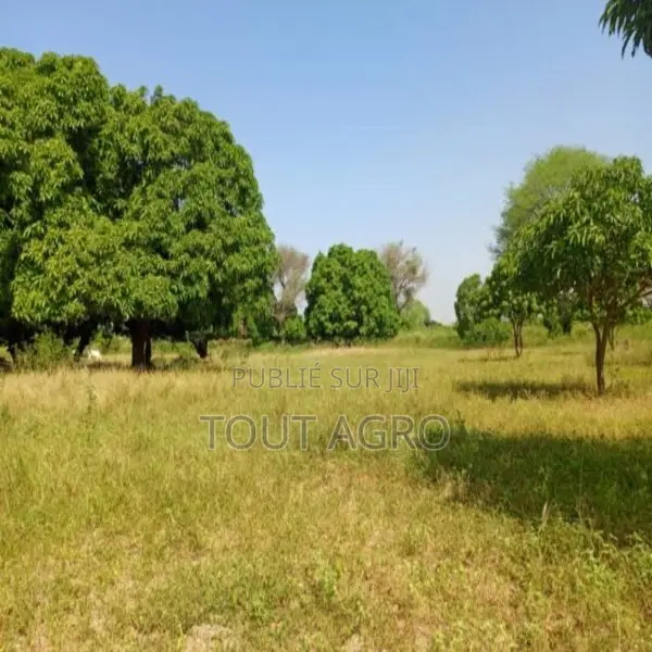 Terrain De 1 Hectare Vers Keur Madaro