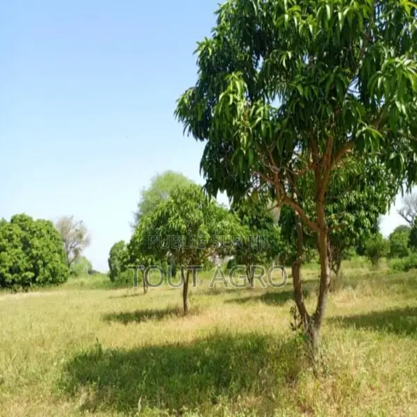Terrain De 1 Hectare Vers Keur Madaro