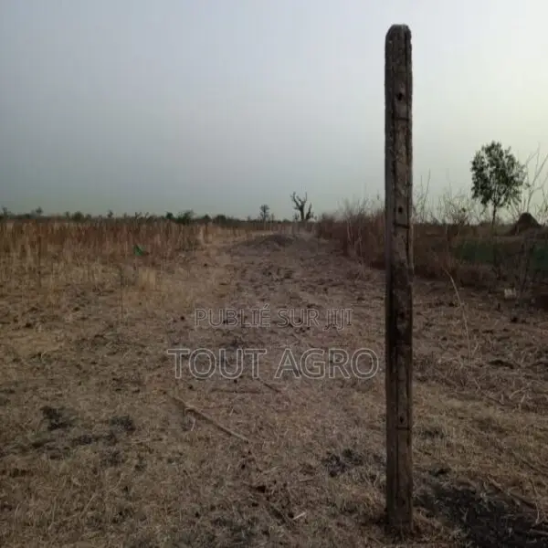 Terrain De 1 Hectare Vers Nguéniène