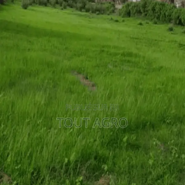 Terrain De 1 Hectare Vers Notto Diobass