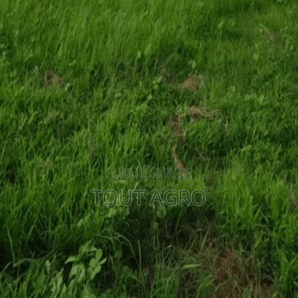 Terrain De 1 Hectare Vers Notto Diobass