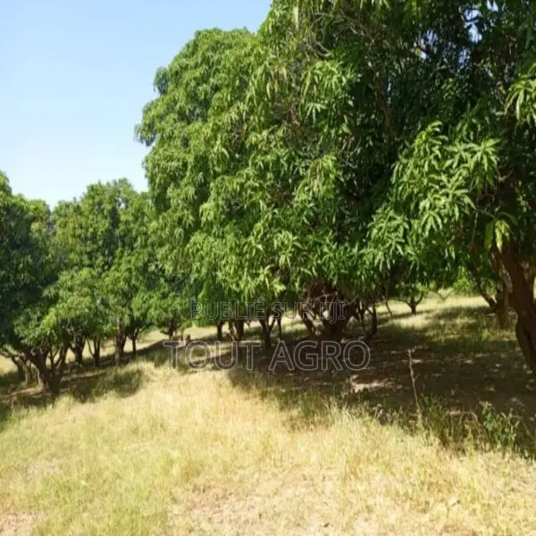 Terrain De 1,23 Hectare Vers Keur Madaro