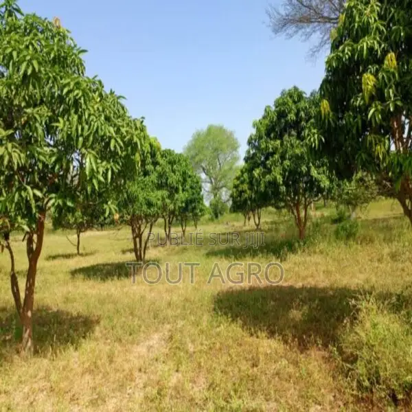 Terrain De 1,23 Hectare Vers Keur Madaro