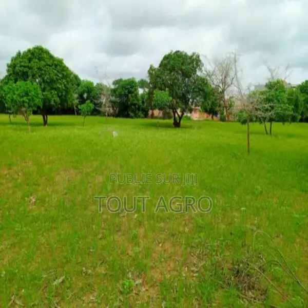 Terrain De 1,27 Hectare Vers Keur Moussa