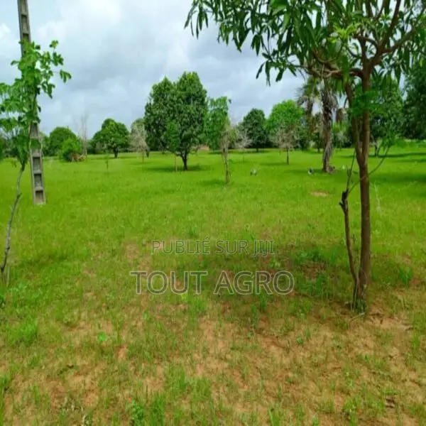 Terrain De 1,27 Hectare Vers Keur Moussa