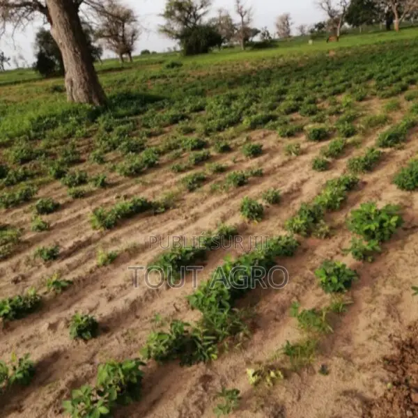 Terrain De 1,50 Hectare Vers Notto Diobass