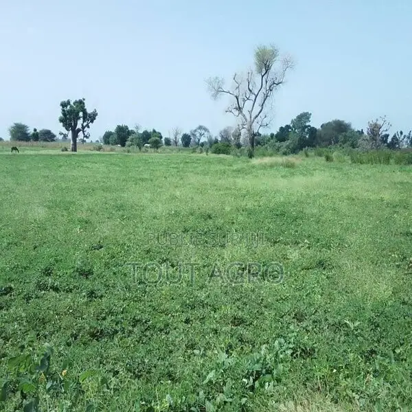 Terrain De 1,50 Hectare Vers Sandiara