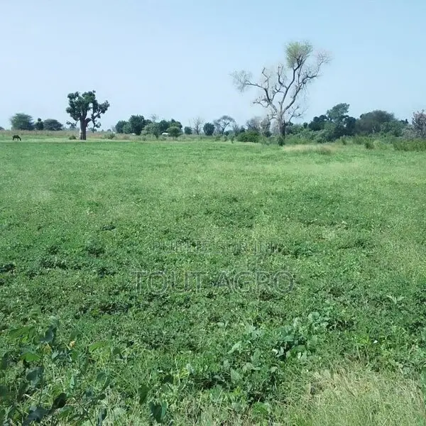 Terrain De 1,50 Hectare Vers Sandiara