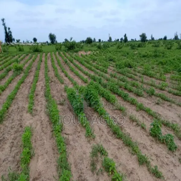 Terrain De 1,54 Hectare Vers Nghaye