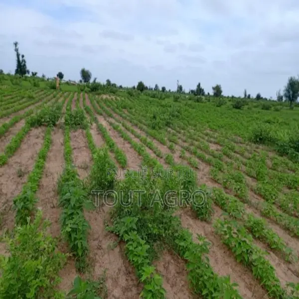 Terrain De 1,54 Hectare Vers Nghaye