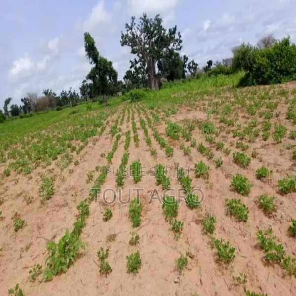 Terrain De 1,55 Hectare Vers Notto Diobass