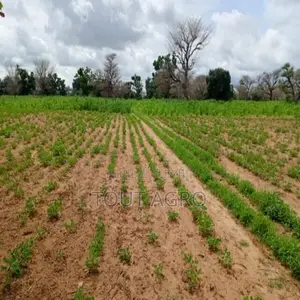 Terrain De 1,55 Hectare Vers Notto Diobass