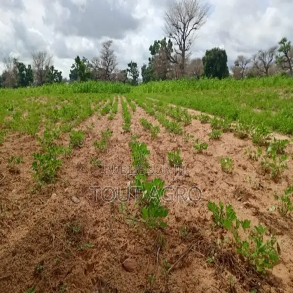 Terrain De 1,55 Hectare Vers Notto Diobass