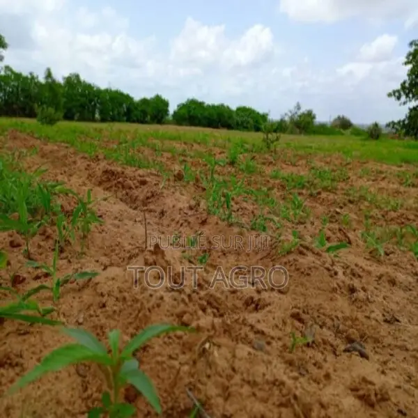 Terrain De 1,59 Hectare Vers Keur Moussa