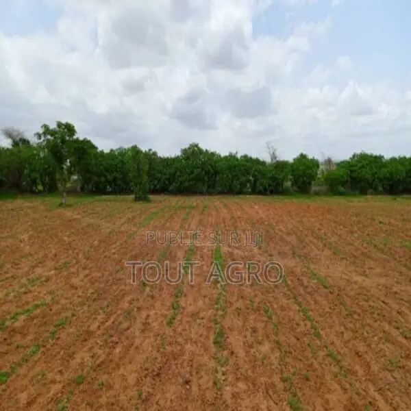 Terrain De 1,59 Hectare Vers Keur Moussa