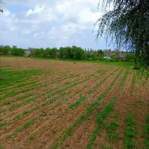 Terrain De 1,59 Hectare Vers Keur Moussa