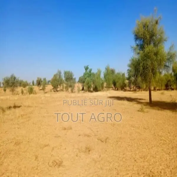 Terrain De 1,71 Hectare Vers Mbadiane