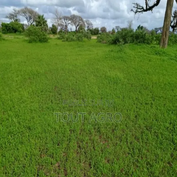 Terrain De 1,87 Hectare Vers Tassette