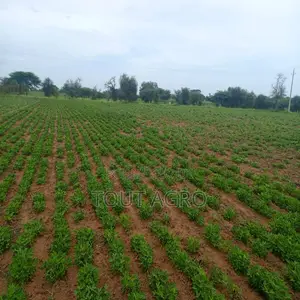 Terrain De 1,95 Hectare Vers Dalla Ngabou