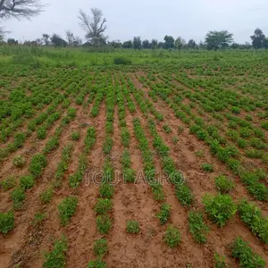 Terrain De 1,95 Hectare Vers Dalla Ngabou