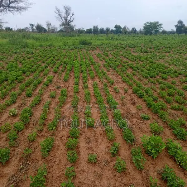 Terrain De 1,95 Hectare Vers Dalla Ngabou