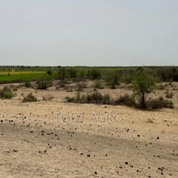 Terrain De 10 Hectares Vers Diama