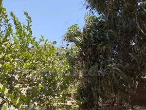 9chbre Maison dans Bayakh Forage, Keur Moussa à Vendre