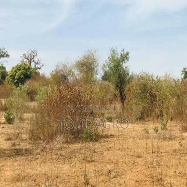 Terrain Agricole De 1,28 Hectare Vers Sindia