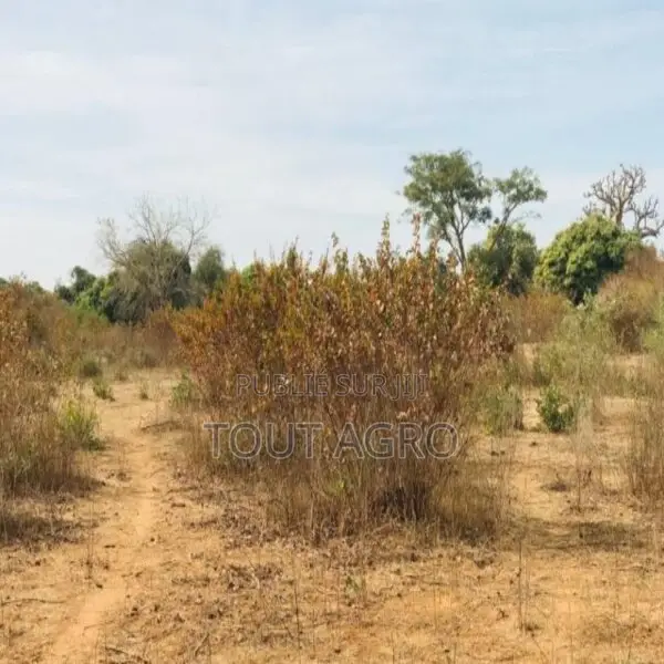 Terrain Agricole De 1,28 Hectare Vers Sindia