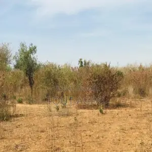 Terrain Agricole De 1,28 Hectare Vers Sindia