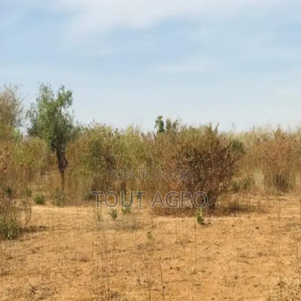 Terrain Agricole De 1,28 Hectare Vers Sindia