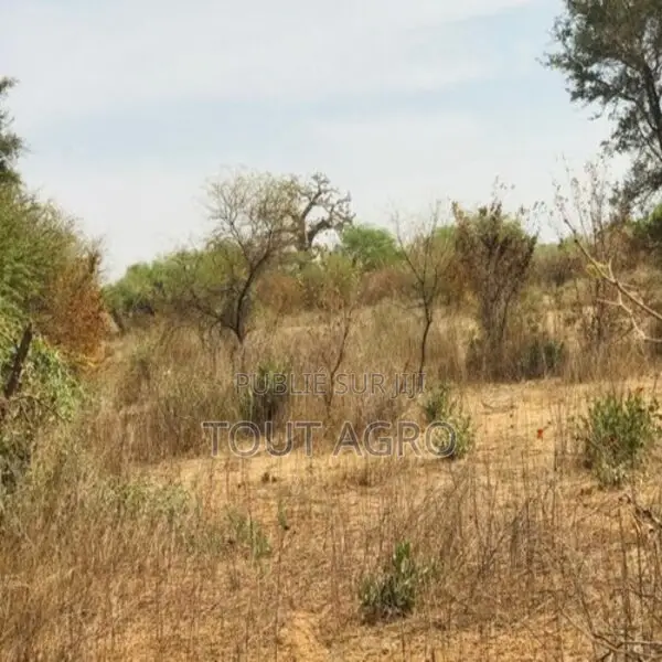 Terrain Agricole De 1,50 Hectare Vers Sindia