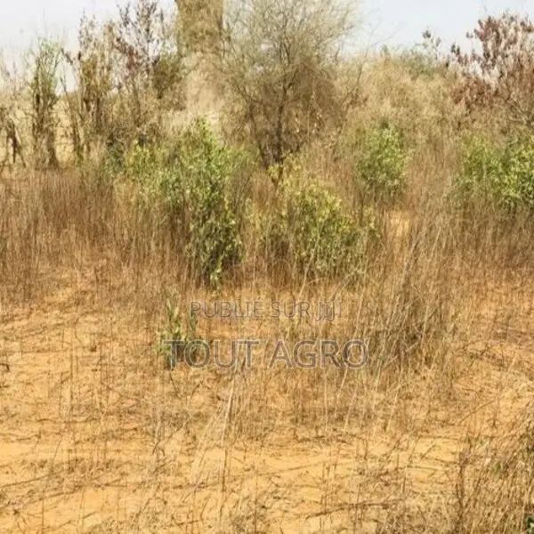 Terrain Agricole De 1,50 Hectare Vers Sindia