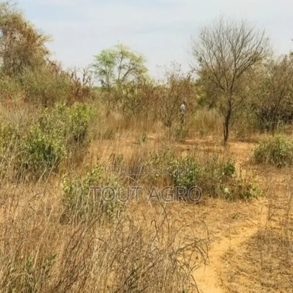 Terrain Agricole De 1,50 Hectare Vers Sindia