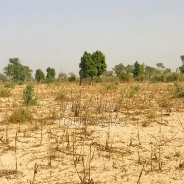 Terrain Agricole De 2,15 Hectares Vers Méouane