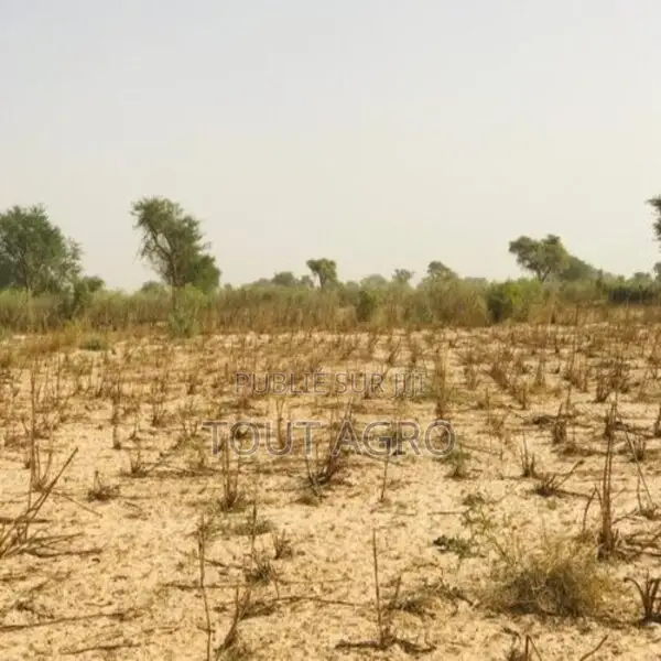 Terrain Agricole De 2,15 Hectares Vers Méouane