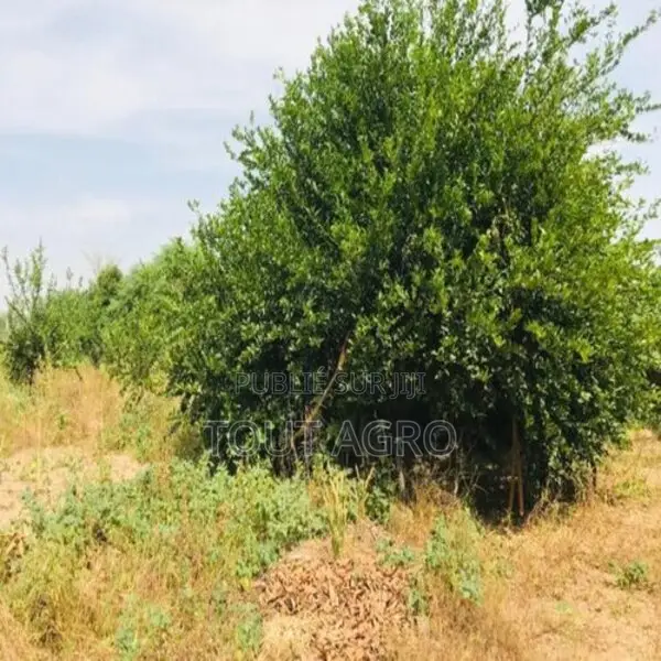 Ferme Avicole De 5260 M2 Vers Fandene