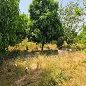 Ferme Avicole De 5260 M2 Vers Fandene