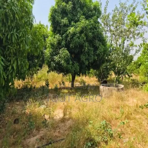 Ferme Avicole De 5260 M2 Vers Fandene