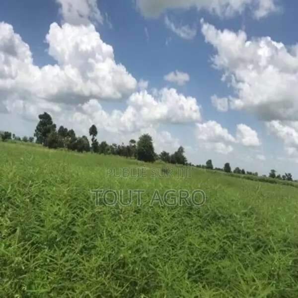 Terrain De 1,01 Hectare Vers Nguéniène