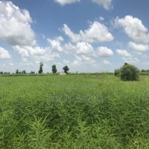 Terrain De 1,01 Hectare Vers Nguéniène