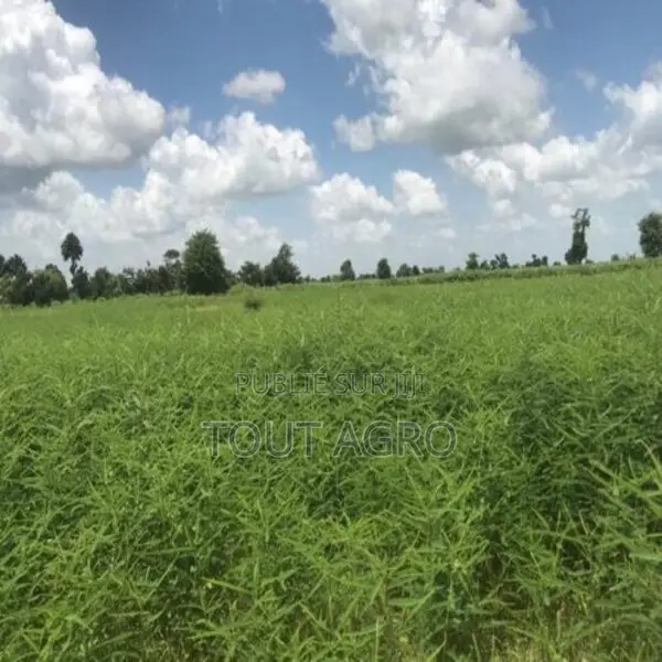 Terrain De 1,01 Hectare Vers Nguéniène