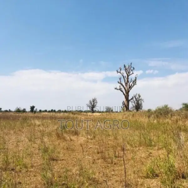 Terrain De 1,06 Hectare Vers Nguéniène