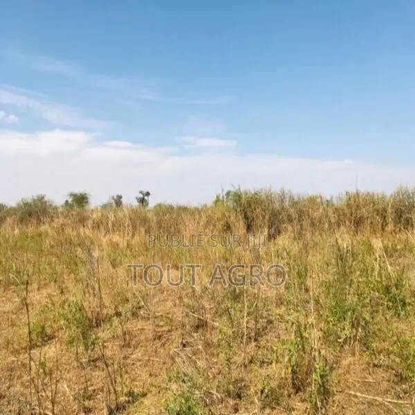 Terrain De 1,06 Hectare Vers Nguéniène