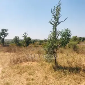 Photo - Terrain De 1,11 Hectare Vers Notto Diobass