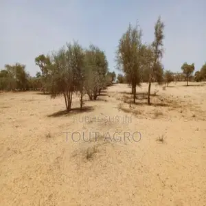 Terrain De 1,14 Hectare Vers Diokoul Diawrigne