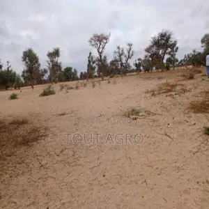 Photo - Terrain De 1,15 Hectare Vers Touba Toul
