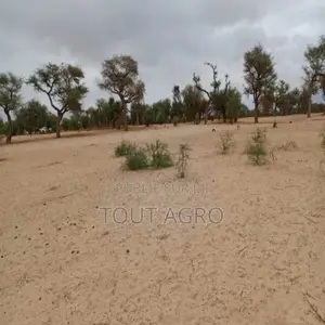 Terrain De 1,15 Hectare Vers Touba Toul