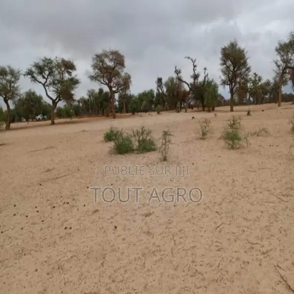 Terrain De 1,15 Hectare Vers Touba Toul